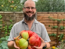 Pria Ini Berhasil Panen Tomat Jumbo 3 Kg dengan Bantuan Legging