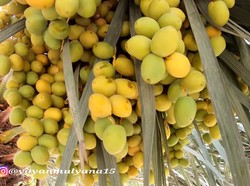 Tumbuh Subur di Arab, Orang-orang Asyik Makan Rujak Kurma Muda