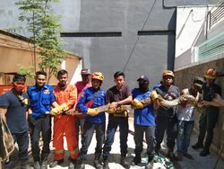 Bikin Tidur Warga Makassar Tak Nyenyak, Ular Piton 4 Meter Ditangkap