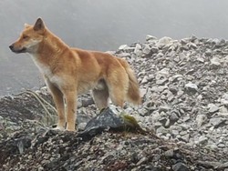 Cerita Anjing Bernyanyi Bangkit dari Kepunahan