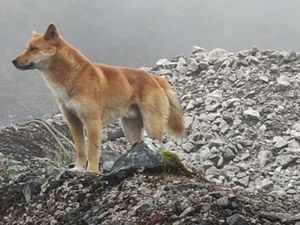 Cerita Anjing Bernyanyi Bangkit dari Kepunahan Cerita Anjing Bernyanyi Bangkit dari Kepunahan