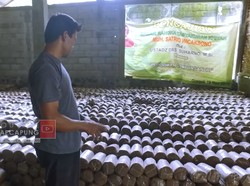 Awalnya Dicibir Tetangga, Lulusan S2 Ini Sukses Jadi Petani Jamur