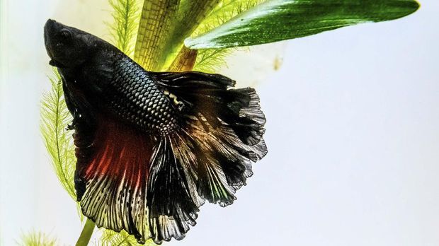 A Siamese fighting fish also known as Plakad or Betta fish swims in an aquarium at the International Plakad Competition in Bangkok on September 6, 2020. (Photo by Mladen ANTONOV / AFP)