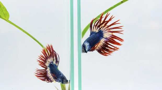 Two Siamese fighting fish also known as Plakad or Betta fish swim in adjasent aquariums at the International Plakad Competition in Bangkok on September 6, 2020. (Photo by Mladen ANTONOV / AFP)