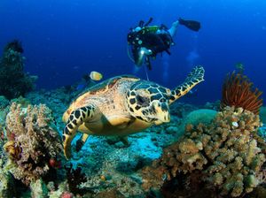 Jelajah Bawah Laut, Ini Titik Watersport Paling Indah di Indonesia