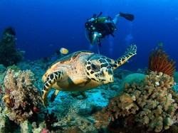 Jelajah Bawah Laut, Ini Titik Watersport Paling Indah di Indonesia