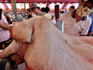 Festival Ini Tuai Pro Kontra karena Tampilkan Babi yang Digemukkan Paksa