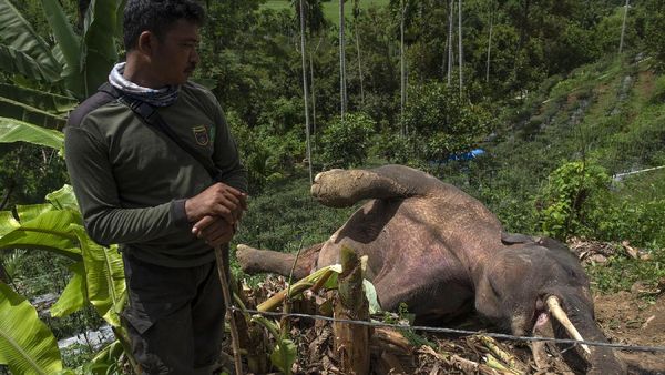 Gajah Liar Mati di Pidie Aceh