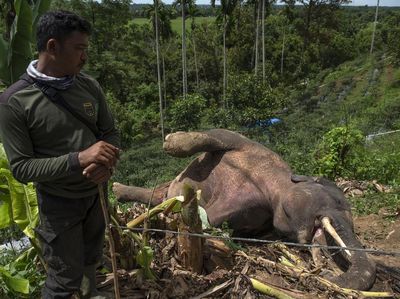 Gajah Liar Mati di Pidie Aceh