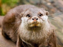 Anies Putuskan DKI PSBB, Bagaimana Nasib Satwa di Aquarium Jakarta?