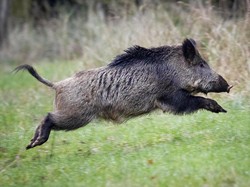 Wanti-Wanti Peneliti Soal Flu Babi Afrika yang Masuk ke Indonesia