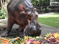 Kuda Nil Ulang Tahun Setengah Abad, Dirayakan Satu Kebun Binatang