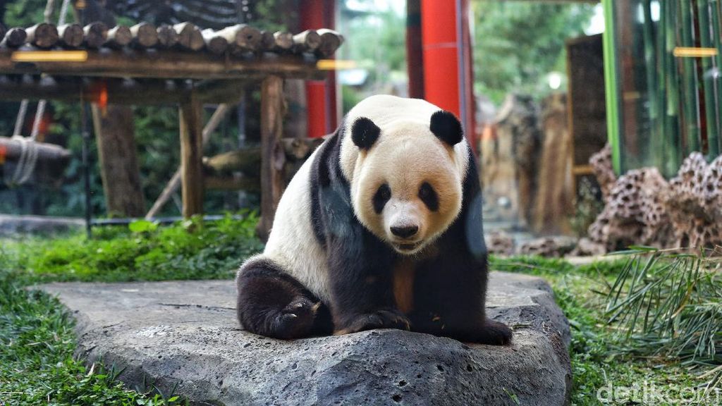 Mengenal Si Gembul Giant Panda