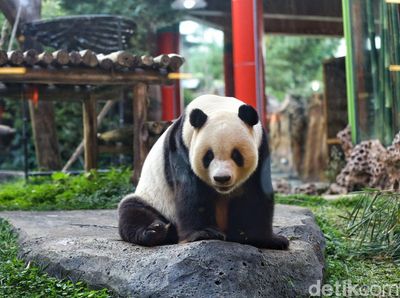 Mengenal Si Gembul Giant Panda