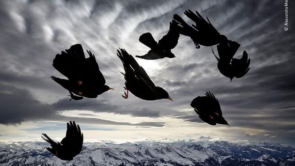 Aneka Foto Hewan dan Alam Liar Paling Dramatis Tahun Ini