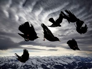 Aneka Foto Hewan dan Alam Liar Paling Dramatis Tahun Ini