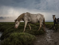 WWF: Populasi Satwa Liar Berkurang 68% dalam 46 Tahun