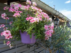 10 Tanaman Hias Gantung yang Indah Dipandang