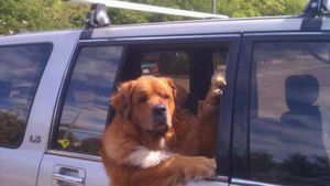 Potret Anjing-anjing Bergaya Saat Naik Mobil