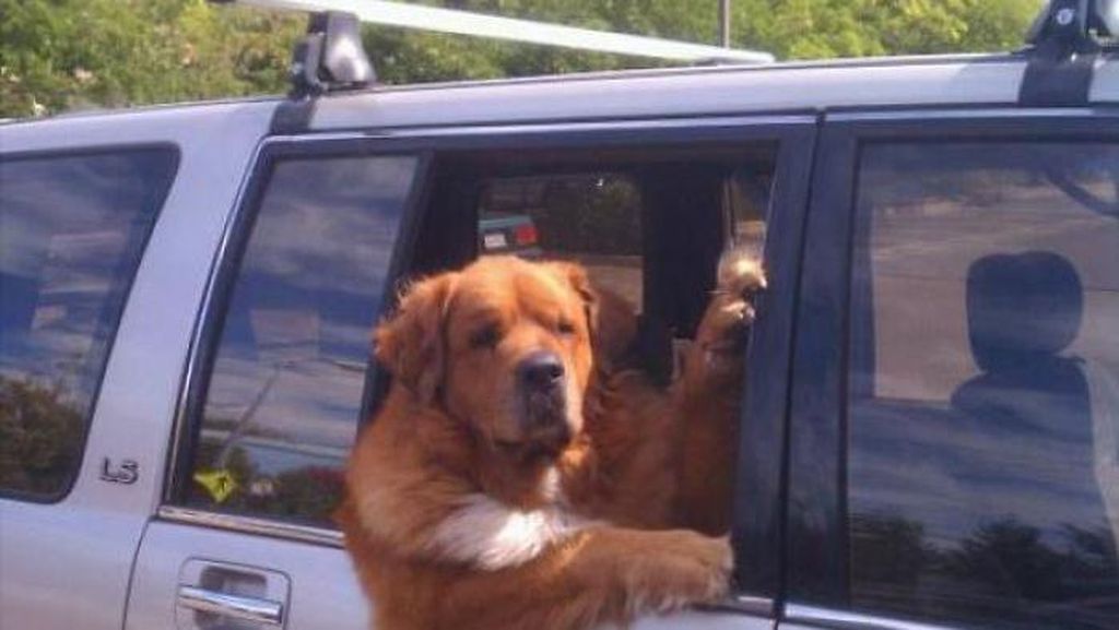 Potret Anjing-anjing Bergaya Saat Naik Mobil Potret Anjing-anjing Bergaya Saat Naik Mobil
