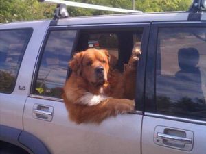 Potret Anjing-anjing Bergaya Saat Naik Mobil