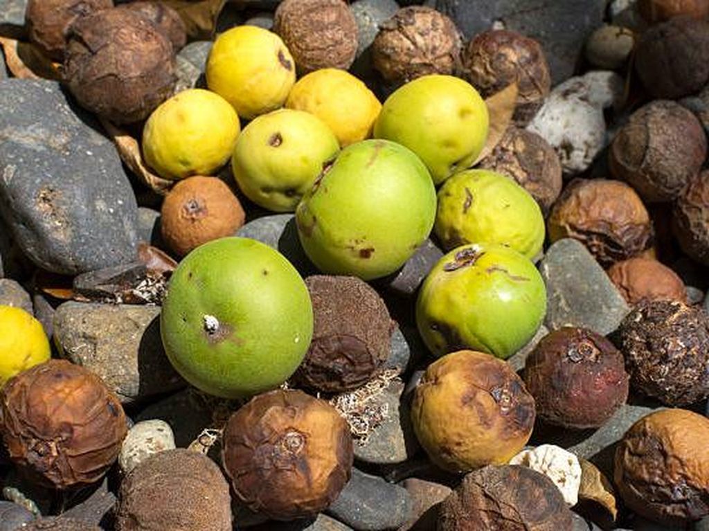 5 Fakta Apel Pantai, Tercatat di Buku Rekor Dunia Sebagai Pohon Paling Mematikan 5 Fakta Apel Pantai, Tercatat di Buku Rekor Dunia Sebagai Pohon Paling Mematikan