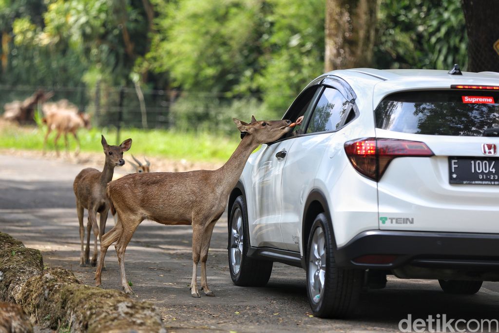 Taman Safari Indonesia telah membuka gerbangnya untuk wisatawan semenjak akhir Juni lalu. Wisatawan mulai ramai dan protokol kesehatan diterapkan di beragam titik.