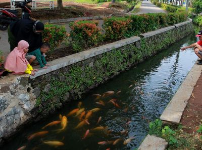 Selokan Penuh Ikan Ini Ada di Pamulang Lho