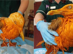 Bukan Manusia, 5 Aksi Pencurian Makanan Ini Dilakukan Oleh Hewan