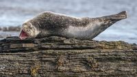 Foto Lucu Hewan dalam Comedy Wildlife Photography Awards