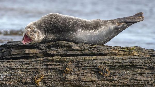 Foto Lucu Hewan dalam Comedy Wildlife Photography Awards