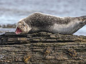Foto Lucu Hewan dalam Comedy Wildlife Photography Awards Foto Lucu Hewan dalam Comedy Wildlife Photography Awards