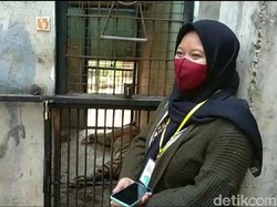 Fakta Harimau Maharani Zoo Kurus hingga Pengunggah Video Minta Maaf