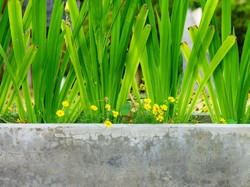 Profesor Universitas Brawijaya Bisa Bicara dengan Tanaman, Seperti Apa?