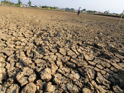 Tambak di Indramayu Mengering Akibat Kemarau
