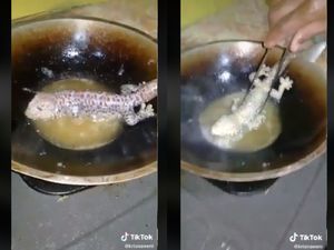 Viral Netizen Makan Tokek Goreng Utuh, Apakah Aman dan Halal? Viral Netizen Makan Tokek Goreng Utuh, Apakah Aman dan Halal?