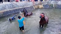 Ritual Memandikan Kuda Tiap Jumat Kliwon di Sungai Surakatiga