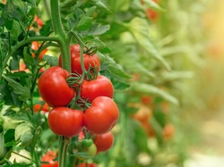 7 Makanan yang Mengandung Kolagen yang Bagus untuk Kulit