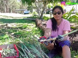 Tinggal di Australia, Emak Indonesia Ini Panen Ubi hingga Daun Singkong