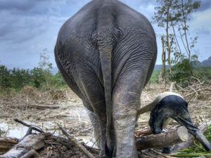 WWF: Satwa Liar dalam Ancaman Kemerosotan Malapetaka