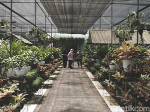 Serunya Belanja Tanaman di Taman Anggrek Ragunan