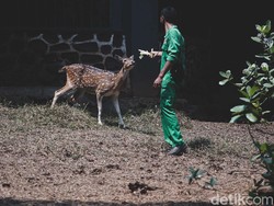 Cegah Klaster Baru, Ragunan Pilih Tutup Sementara Saat Nataru