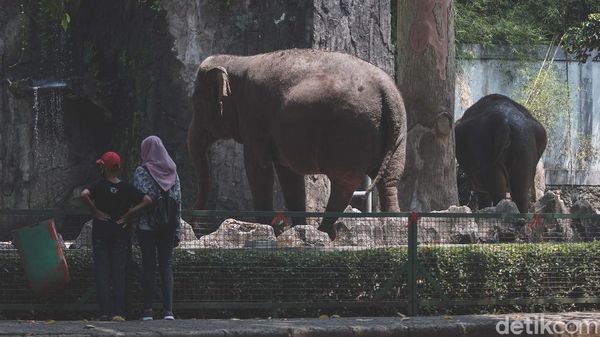 Ragunan Jelang Mati Suri Imbas PSBB Total