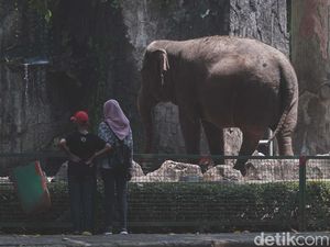 Ragunan Jelang Mati Suri Imbas PSBB Total