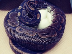 Ular Sanca Bertelur Tanpa Pejantan, Ilmuwan Bingung