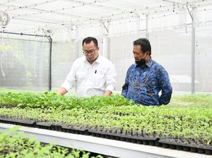 Tingkatkan Ketahanan Pangan, Wamenhan Minta IPB Kembangkan Pertanian Singkong