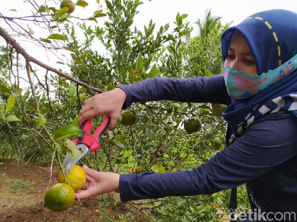 Di Tempat Ini Bisa Memetik Jeruk Sepuasnya Di Tempat Ini Bisa Memetik Jeruk Sepuasnya