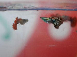 10 Ikan Hias Aquarium Tercantik Air Tawar untuk Memperindah Ruangan 10 Ikan Hias Aquarium Tercantik Air Tawar untuk Memperindah Ruangan