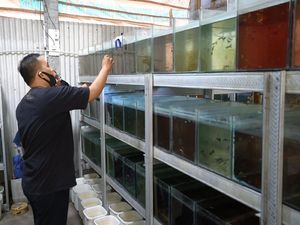 Bisa Coba Bisnis Budidaya Ikan Guppy saat Pandemi Corona Bisa Coba Bisnis Budidaya Ikan Guppy saat Pandemi Corona