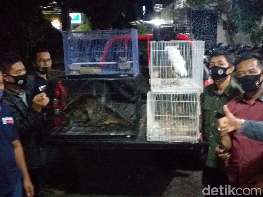 BKSDA Jatim Tangkap Warga Malang Jual Satwa Dilindungi Via Medsos BKSDA Jatim Tangkap Warga Malang Jual Satwa Dilindungi Via Medsos